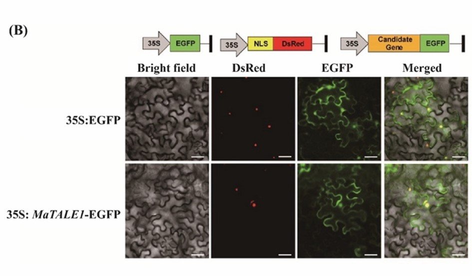Genome-wide identification and expression profiling of TALE gene family in banana under abiotic stresses and Foc 4 infection
