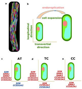 CCS52A1/2 orchestrate hypocotyl endoreplication and elongation via PKN1/PKN2 pathways in Arabidopsis thaliana