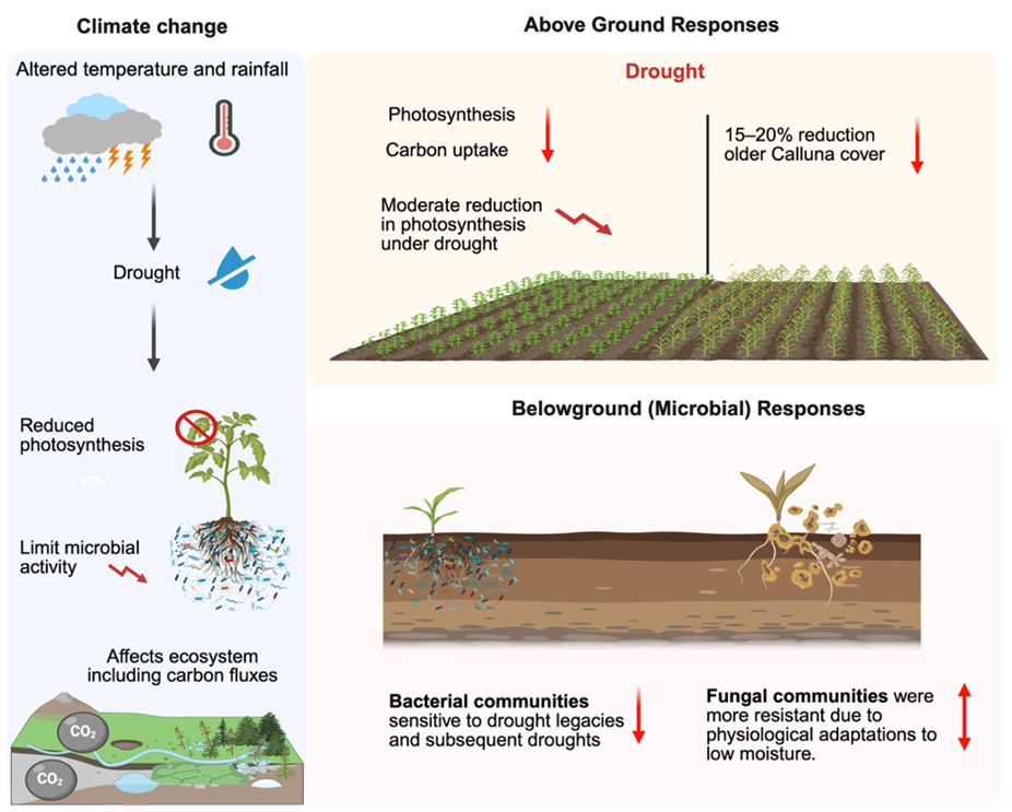 Legacy effects in heathlands: Decoupling above- and belowground responses to subsequent drought events